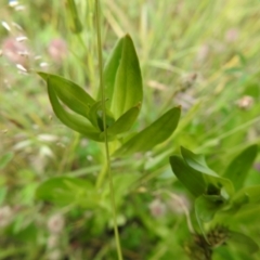 Centaurium sp. (Centaury) at Carwoola, NSW - 16 Nov 2021 by Liam.m