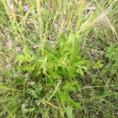 Centaurium sp. at Carwoola, NSW - 16 Nov 2021