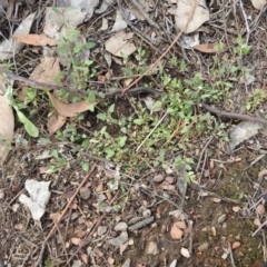 Einadia nutans subsp. nutans (Climbing Saltbush) at Carwoola, NSW - 16 Nov 2021 by Liam.m