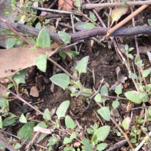 Einadia nutans subsp. nutans at Carwoola, NSW - 16 Nov 2021