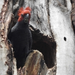 Callocephalon fimbriatum at Acton, ACT - suppressed