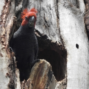 Callocephalon fimbriatum at Acton, ACT - suppressed