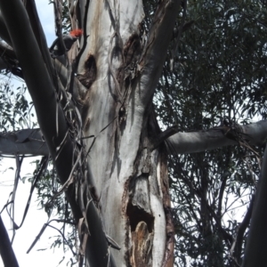 Callocephalon fimbriatum at Acton, ACT - suppressed