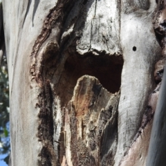 Callocephalon fimbriatum at Acton, ACT - suppressed