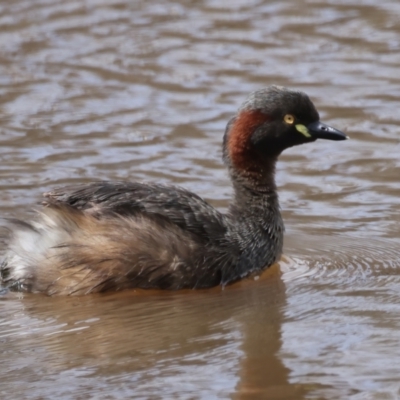 Tachybaptus novaehollandiae (Australasian Grebe) at Molonglo Valley, ACT - 15 Nov 2021 by jb2602