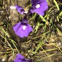 Utricularia dichotoma (Fairy Aprons, Purple Bladderwort) at Mount Taylor - 17 Nov 2021 by Handke6