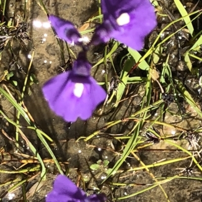 Utricularia dichotoma (Fairy Aprons, Purple Bladderwort) at Mount Taylor - 17 Nov 2021 by Handke6