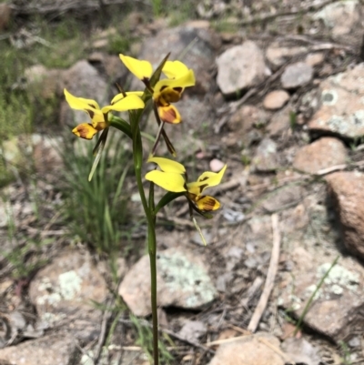 Diuris sulphurea (Tiger Orchid) at Mount Taylor - 30 Oct 2021 by Handke6