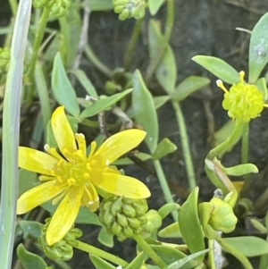 Ranunculus papulentus at Nicholls, ACT - 16 Nov 2021