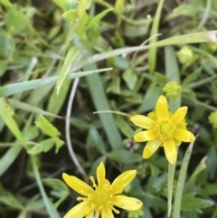 Ranunculus papulentus at Nicholls, ACT - 16 Nov 2021