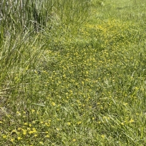 Ranunculus papulentus at Nicholls, ACT - 16 Nov 2021