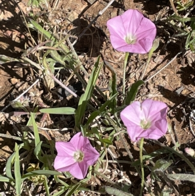 Convolvulus angustissimus subsp. angustissimus (Australian Bindweed) at Nicholls, ACT - 16 Nov 2021 by JaneR