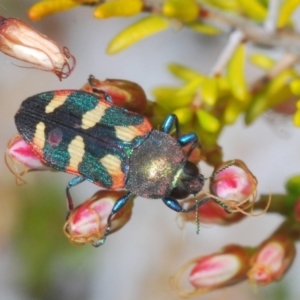 Castiarina sexplagiata at Paddys River, ACT - 8 Nov 2021