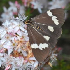 Nyctemera amicus (Senecio Moth, Magpie Moth, Cineraria Moth) at Molonglo Valley, ACT - 7 Nov 2021 by Harrisi