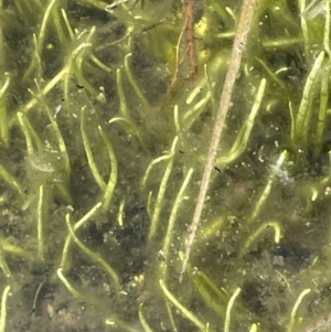 Lilaeopsis polyantha at Paddys River, ACT - 8 Nov 2021