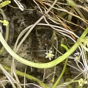 Lilaeopsis polyantha at Paddys River, ACT - 8 Nov 2021 12:51 PM