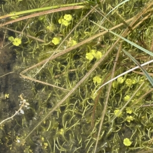 Lilaeopsis polyantha at Paddys River, ACT - 8 Nov 2021