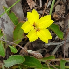Goodenia hederacea subsp. hederacea (Ivy Goodenia, Forest Goodenia) at Cook, ACT - 19 Nov 2021 by drakes