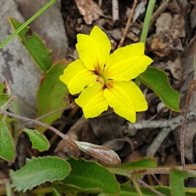 Goodenia hederacea subsp. hederacea (Ivy Goodenia, Forest Goodenia) at Cook, ACT - 19 Nov 2021 by drakes