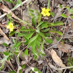 Goodenia hederacea subsp. hederacea at Cook, ACT - 19 Nov 2021 08:59 AM