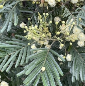 Acacia mearnsii at Ainslie, ACT - 15 Nov 2021