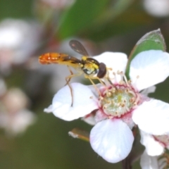 Sphaerophoria macrogaster (Hover Fly) at Lower Cotter Catchment - 16 Nov 2021 by Harrisi