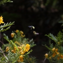 Xylocopa (Lestis) aerata (Golden-Green Carpenter Bee) at ANBG - 19 Nov 2021 by TimL