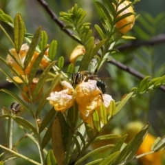 Xylocopa (Lestis) aerata (Golden-Green Carpenter Bee) at Acton, ACT - 19 Nov 2021 by TimL