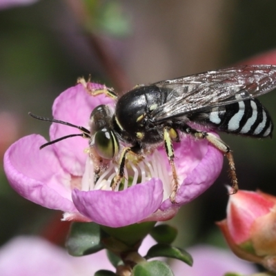 Bembix sp. (genus) (Unidentified Bembix sand wasp) at Acton, ACT - 19 Nov 2021 by TimL