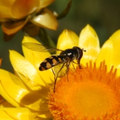 Melangyna viridiceps (Hover fly) at Mount Taylor - 18 Nov 2021 by MatthewFrawley