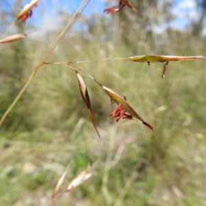 Rytidosperma pallidum at Kambah, ACT - 18 Nov 2021