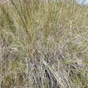 Rytidosperma pallidum at Kambah, ACT - 18 Nov 2021