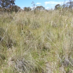 Rytidosperma pallidum at Kambah, ACT - 18 Nov 2021