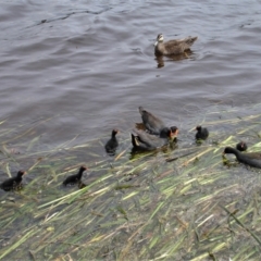 Gallinula tenebrosa (Dusky Moorhen) at Gungahlin, ACT - 19 Nov 2021 by TrishGungahlin