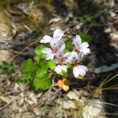 Pelargonium inodorum (Kopata) at Kambah, ACT - 18 Nov 2021 by MatthewFrawley