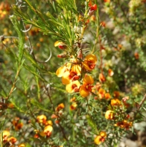 Dillwynia sericea at Kambah, ACT - 18 Nov 2021 01:17 PM