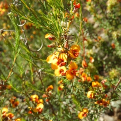 Dillwynia sericea (Egg And Bacon Peas) at Kambah, ACT - 18 Nov 2021 by MatthewFrawley