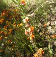 Dillwynia sericea at Kambah, ACT - 18 Nov 2021 01:17 PM