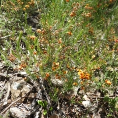 Dillwynia sericea at Kambah, ACT - 18 Nov 2021 01:17 PM