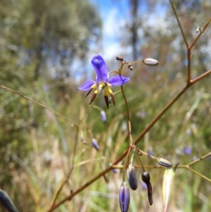 Dianella revoluta var. revoluta at Kambah, ACT - 18 Nov 2021 01:22 PM