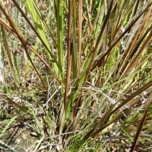 Dianella revoluta var. revoluta at Kambah, ACT - 18 Nov 2021 01:22 PM