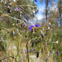 Dianella revoluta var. revoluta at Kambah, ACT - 18 Nov 2021 01:22 PM