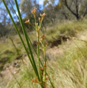 Juncus sp. at Kambah, ACT - 18 Nov 2021