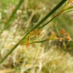 Juncus sp. at Kambah, ACT - 18 Nov 2021 01:30 PM