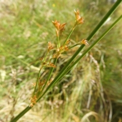 Juncus sp. at Kambah, ACT - 18 Nov 2021 01:30 PM