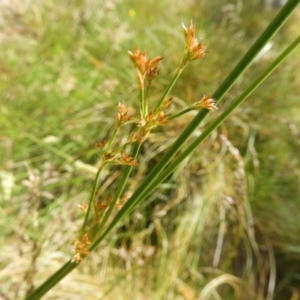 Juncus sp. at Kambah, ACT - 18 Nov 2021 01:30 PM