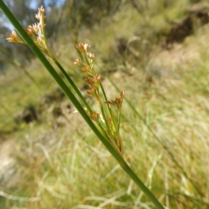 Juncus sp. at Kambah, ACT - 18 Nov 2021 01:30 PM