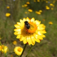 Dasybasis sp. (genus) at Kambah, ACT - 18 Nov 2021