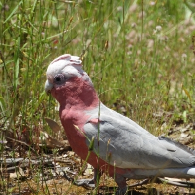 Eolophus roseicapilla (Galah) at Kambah, ACT - 18 Nov 2021 by MatthewFrawley