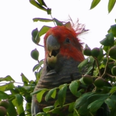 Callocephalon fimbriatum (Gang-gang Cockatoo) at Hughes, ACT - 16 Nov 2021 by LisaH